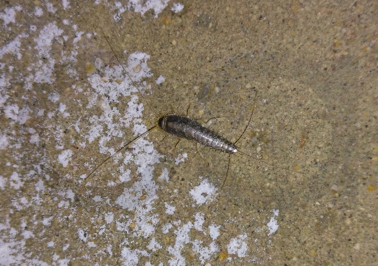 Pececillos de plata - Insectos que adoran los libros